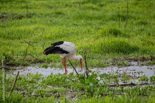 stork in the grass