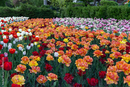 Canadian tulip festival in Commissioners Park in Ottawa. garden with blooming flowers in spring
