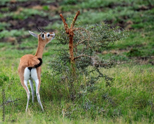 Obraz na plátně female Thomson's Gazelle in the Savannah grassland at the Amboseli National Park