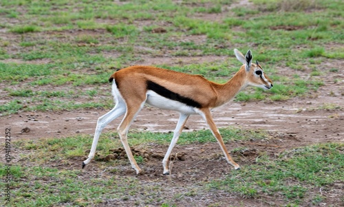 Obraz na plátně female Thomson's Gazelle in the Savannah grassland at the Amboseli National Park