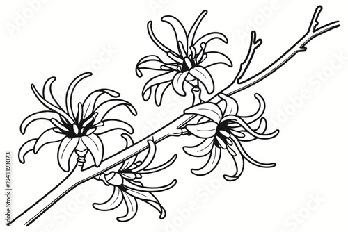 coloring page line art the witch hazel flower black vector
