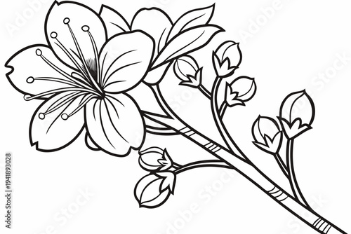 coloring page line art the witch hazel flower black vector