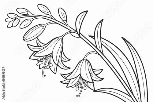 coloring page line art the witch hazel flower black vector
