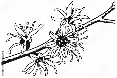 coloring page line art the witch hazel flower black vector