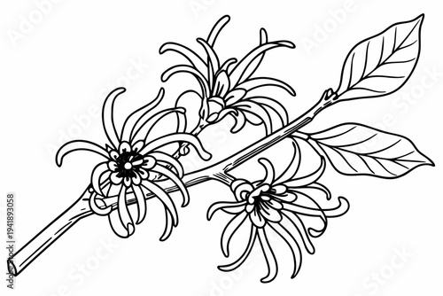 coloring page line art the witch hazel flower black vector