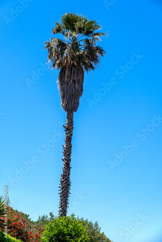 palm tree on blue sky background