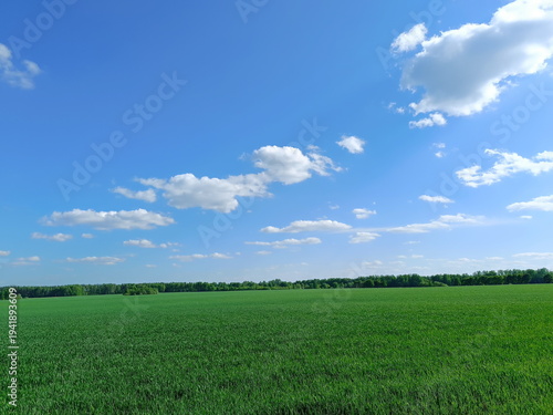 Vibrant green agricultural field under a blue sky with white clouds. Wide landscape view of a rural meadow with a tree line on the horizon
