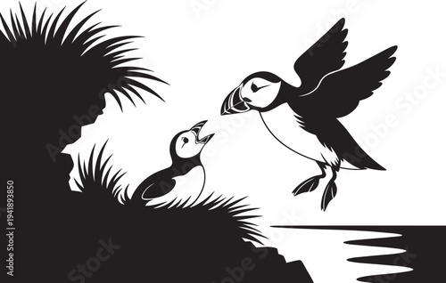 Puffin parent feeding chick in nest by the sea with cliff