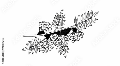 A branch with clusters of berries and delicate leaves on a white background