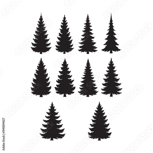 Green fern leaf isolated on white background with a natural forest pine and fir tree design element for winter holiday decoration