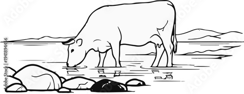 A cow drinks from a shallow body of water near rocks and hills