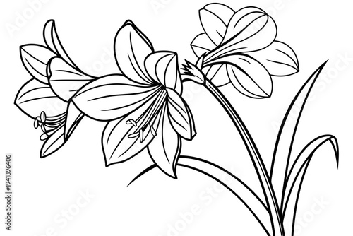 coloring page line art the amaryllis flower black vector