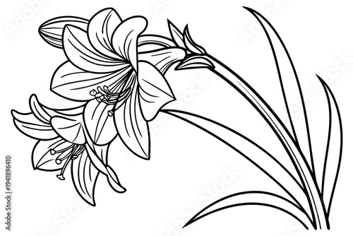 coloring page line art the amaryllis flower black vector