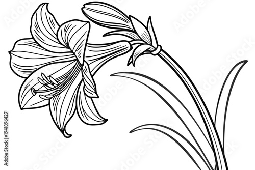 coloring page line art the amaryllis flower black vector