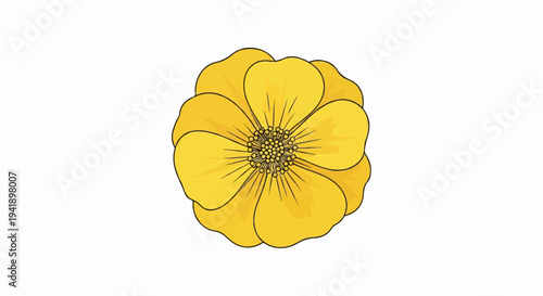 A close-up, hand-drawn illustration of a yellow buttercup with a white background