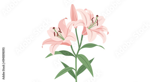 Delicate pink lily flowers in bloom with green stems on white background