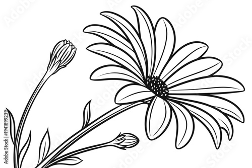 coloring page line art the cape daisy flower black vector