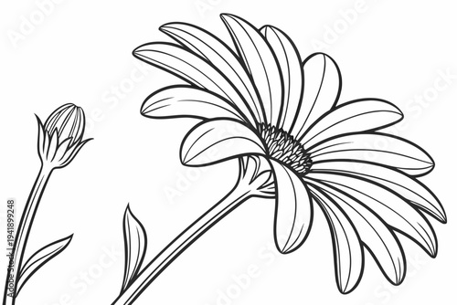coloring page line art the cape daisy flower black vector