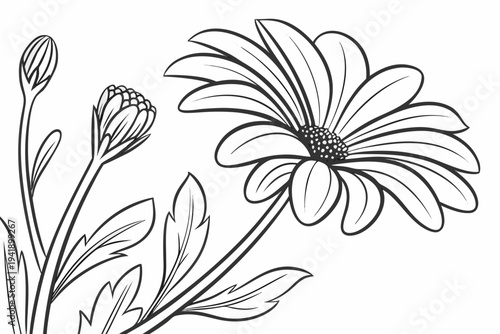 coloring page line art the cape daisy flower black vector
