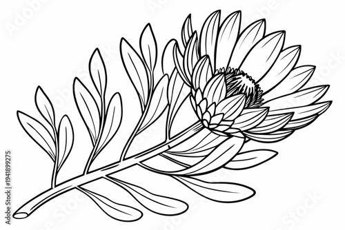 coloring page line art the cape daisy flower black vector