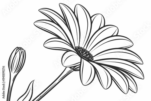 coloring page line art the cape daisy flower black vector