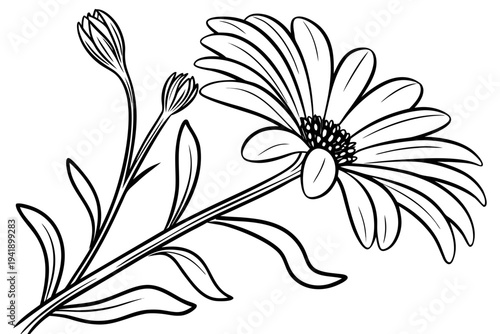 coloring page line art the cape daisy flower black vector