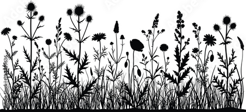 Bilde på lerret Black wildflower meadow silhouette, horizontal garden grass with thistles and poppies, floral nature border, botanical vector isolated on white background