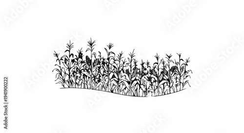 A black and white illustration of a dense cornfield with stalks, leaves, and visible ears of corn