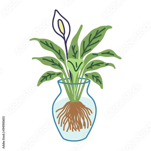 Peace lily houseplant water propagation doodle with glass vase and roots featuring indoor botanical decoration