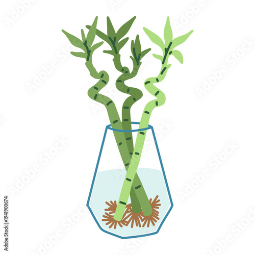 Lucky bamboo plant water propagation doodle with glass vase and roots featuring indoor botanical decoration