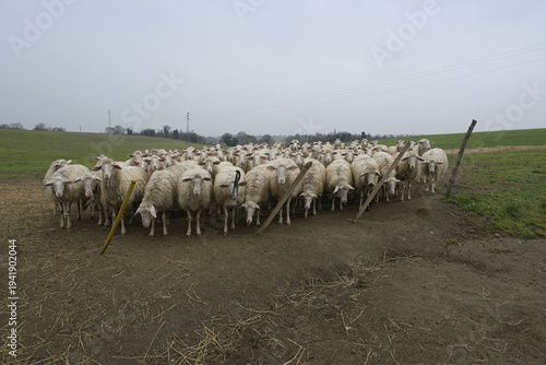 Gregge di pecore