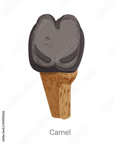 Cartoon vector illustration of a camel hoof showing the split pad and leg section isolated on a white background for zoology and educational design.