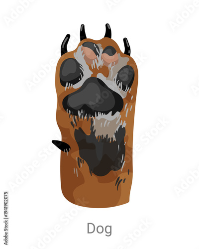 Cartoon vector illustration of a dog paw with pads, claws and fur texture isolated on a white background for pet, zoology or educational design.