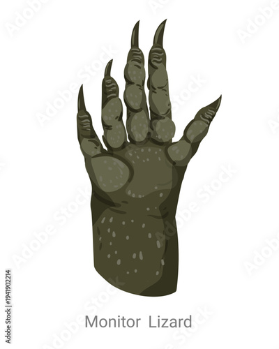 Cartoon vector illustration of a monitor lizard paw with long claws and reptile skin texture isolated on a white background for zoology education.
