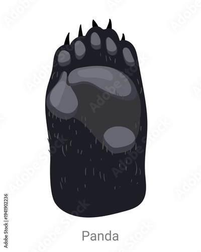 Cartoon vector illustration of a panda paw with pads and claws isolated on a white background for wildlife education, zoology or animal anatomy design.