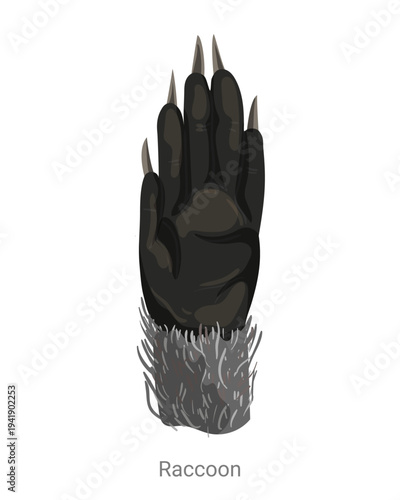 Cartoon vector illustration of a raccoon paw with long fingers, claws and fur texture isolated on a white background for wildlife or zoology education.
