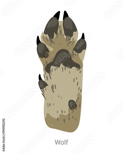 Cartoon vector illustration of a wolf paw with pads, claws and fur isolated on a white background for wildlife tracking, zoology or educational design.