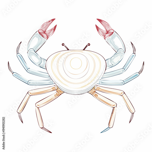 Crab Crustacean Marine Animal Illustration.