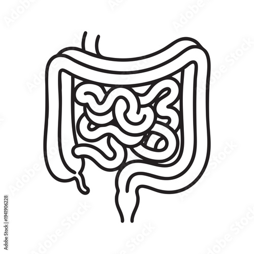 Digestive System Anatomy Vector Illustration Human Intestine Medical Organ Outline Art Conceptual Healthy Body Internal Organs Biological Science Healthcare Graphic Representation Clean Simple Design
