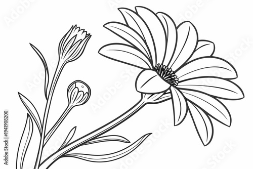 coloring page line art the gazania flower black vector