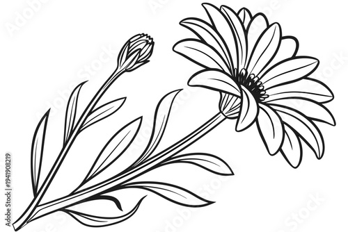 coloring page line art the gazania flower black vector