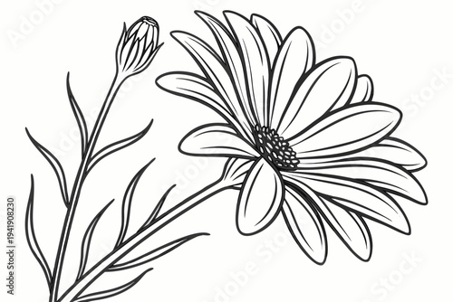 coloring page line art the gazania flower black vector