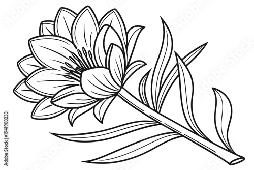 coloring page line art the gazania flower black vector