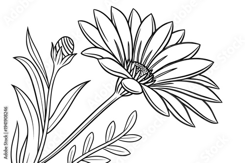 coloring page line art the gazania flower black vector