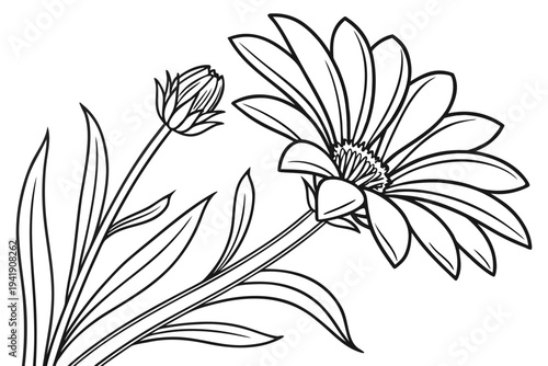coloring page line art the gazania flower black vector