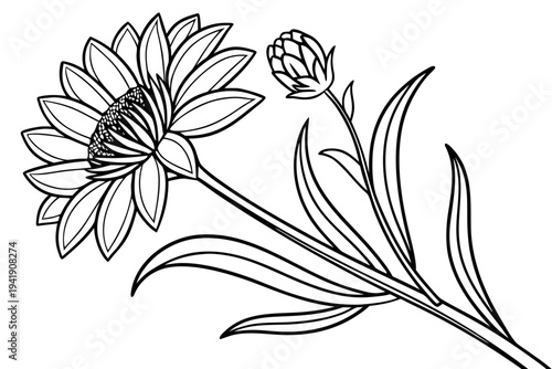 coloring page line art the gazania flower black vector