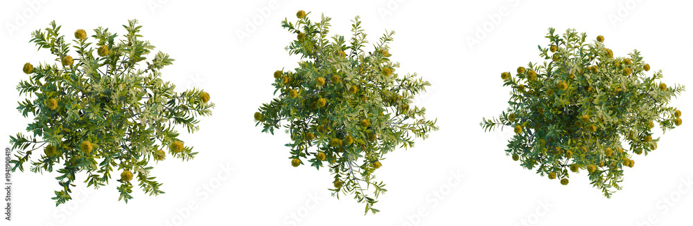 Naklejka premium Xanthostemon chrysanthus tree plan, top view, cutout, transparent background, isolate, Three flowering shrubs with yellow blooms and green leaves
