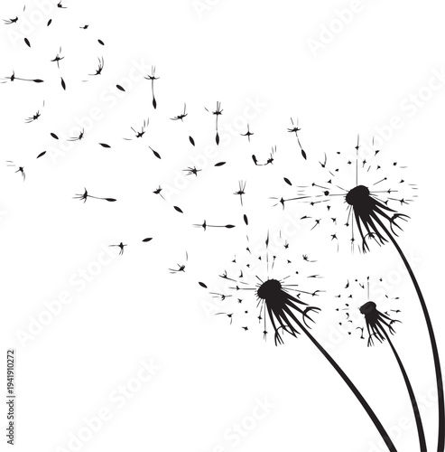 Dandelions
