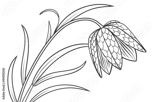 coloring page line art the fritillaria flower black vector