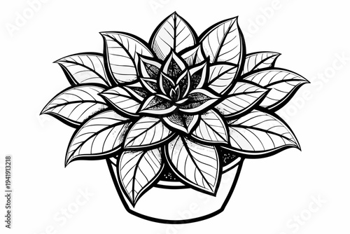coloring page line art the euphorbia flower black vector